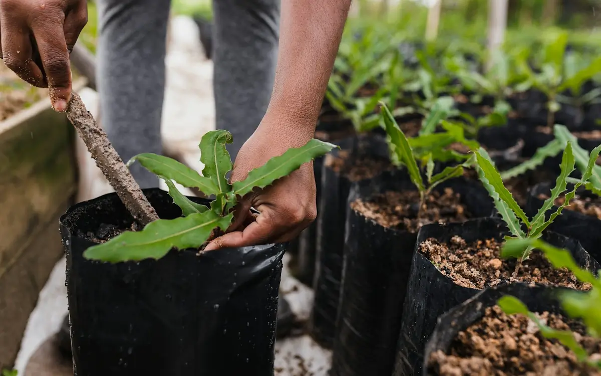Bibit pohon dalam polybag siap ditanam